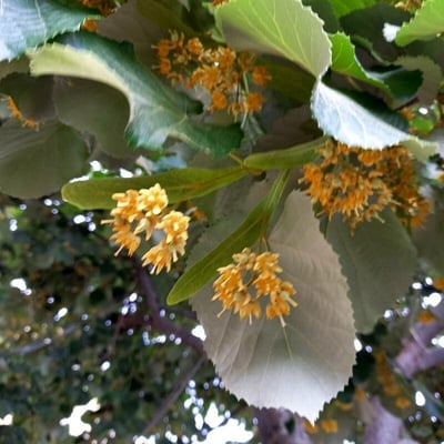 Tilia tomentosa — flower