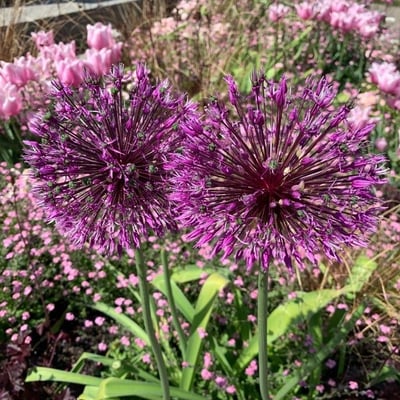 Allium flavum — flower