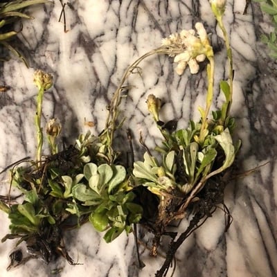 Antennaria alpina — flower