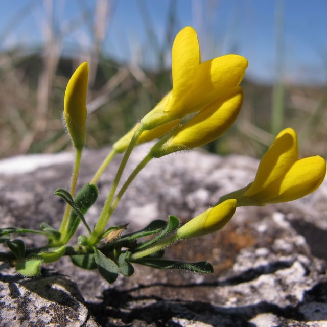 Cytisus decumbens — flower