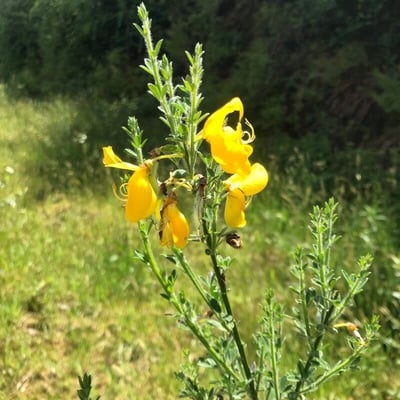 Genista anglica — flower