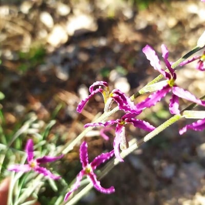 Matthiola fruticulosa — flower