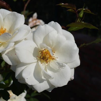 Rosa laevigata — flower