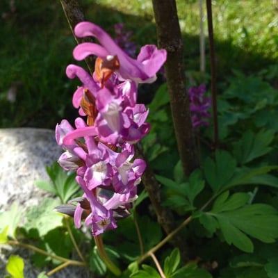 Corydalis cava — flower