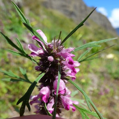 Leonurus sibiricus — flower