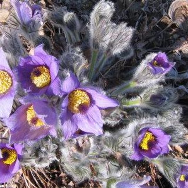 Pulsatilla halleri