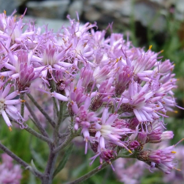Adenostyles leucophylla — flower