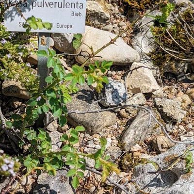 Rosa pulverulenta — habit