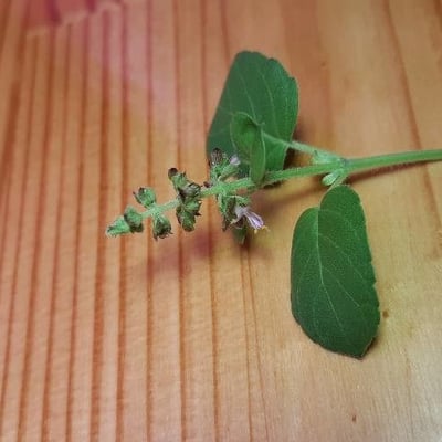 Ocimum tenuiflorum — flower