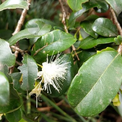Syzygium smithii — flower