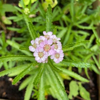 Achillea alpina — flower