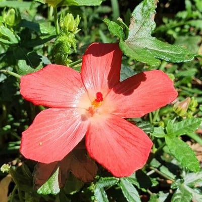 Abelmoschus moschatus — flower