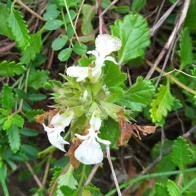 Teucrium pyrenaicum — flower