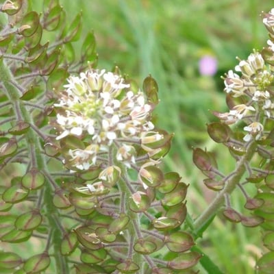 Lepidium heterophyllum — flower
