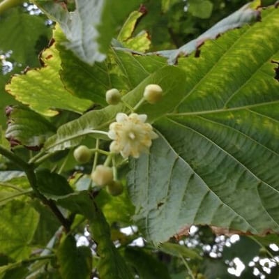 Tilia americana — flower