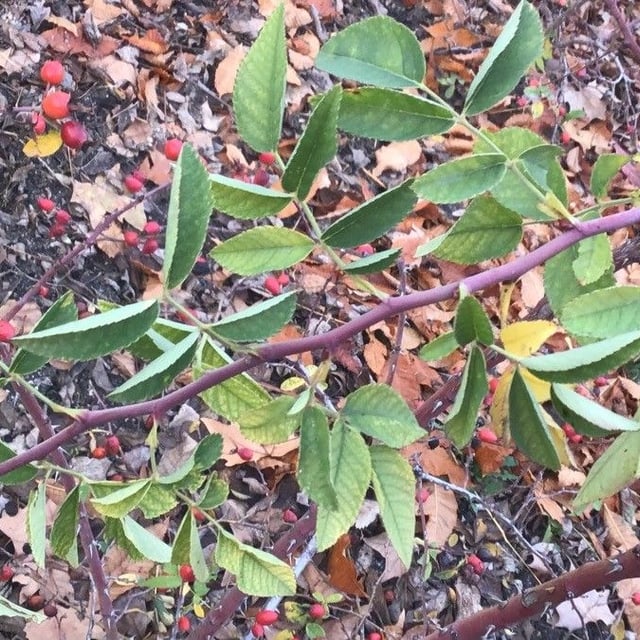 Rosa caesia — leaf