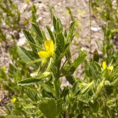 Ononis viscosa — flower