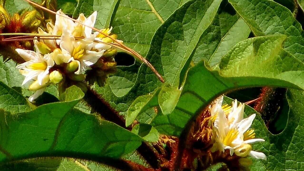 Giant devil's-fig