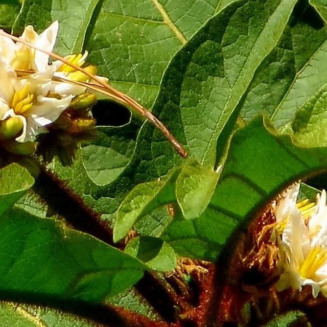 Giant devil's-fig