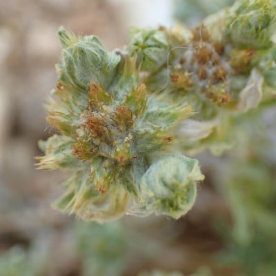 Filago pyramidata — flower
