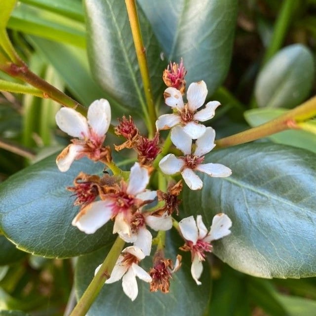 Rhaphiolepis indica — flower