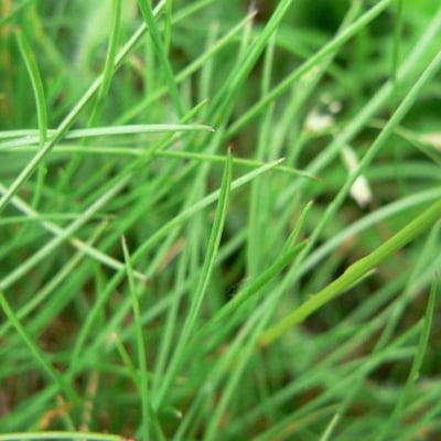 Festuca nigrescens — leaf