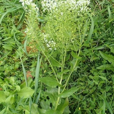 Lepidium latifolium — flower