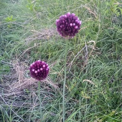 Allium rotundum — flower