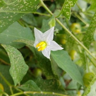 Solanum carolinense — flower
