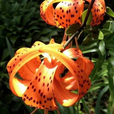 Lilium lancifolium — flower