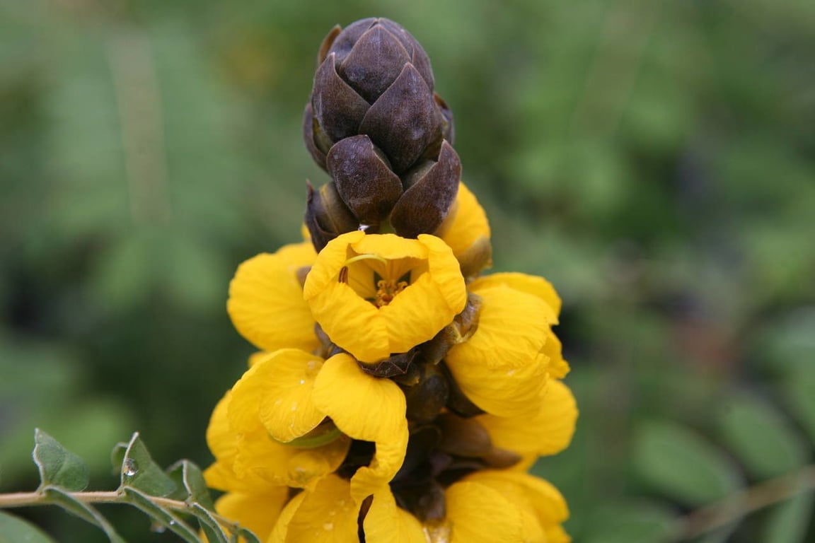 African senna