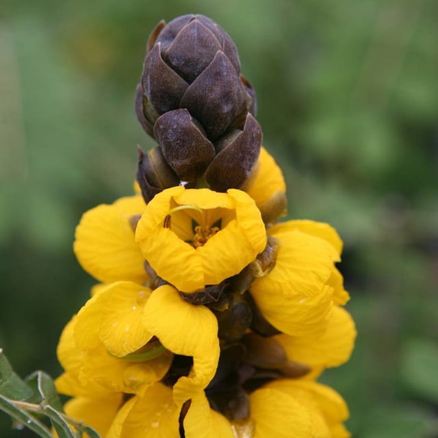 African senna