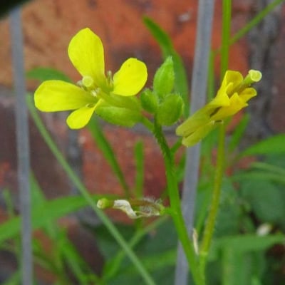 Sisymbrium orientale — flower