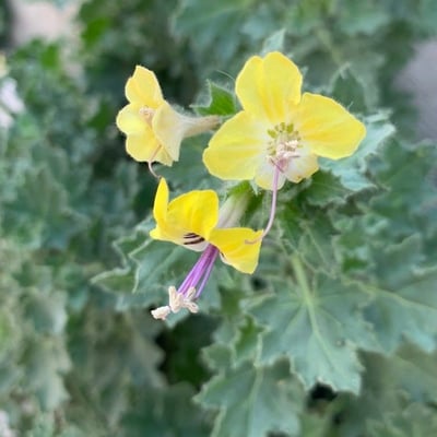 Hyoscyamus aureus — flower