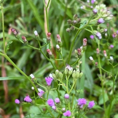 Cyanthillium cinereum — flower