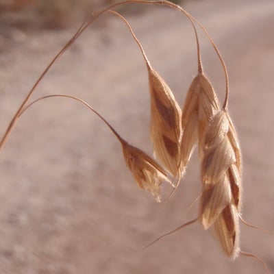 Bromus squarrosus — flower