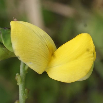 Vigna luteola — flower