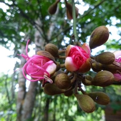 Eperua falcata — flower