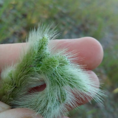 Polypogon monspeliensis — flower