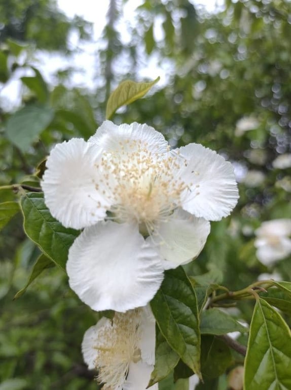 Campomanesia pubescens