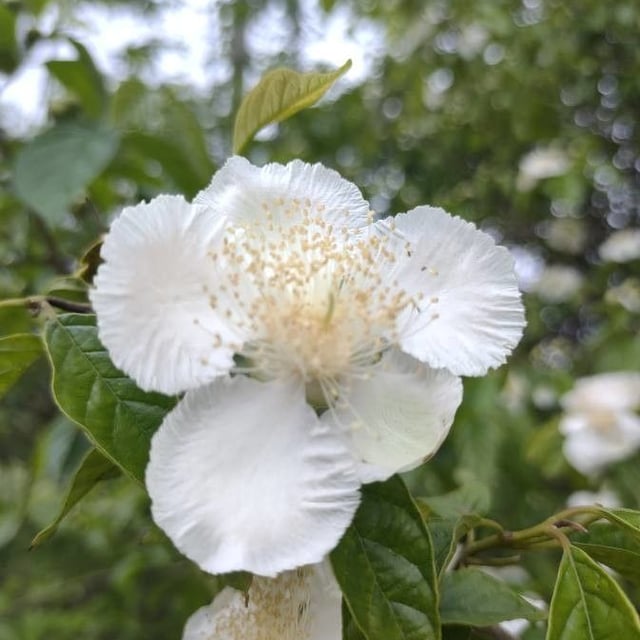 Campomanesia pubescens