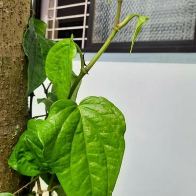 Piper betle — leaf