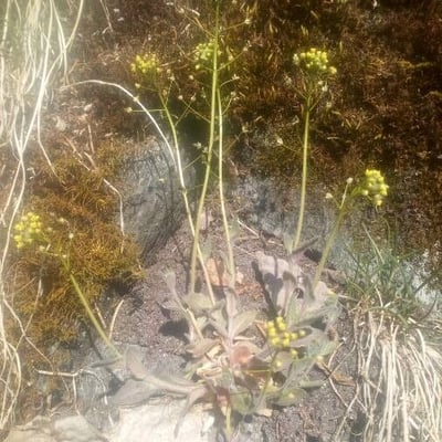 Draba nemorosa — flower