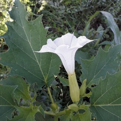 Datura stramonium — flower