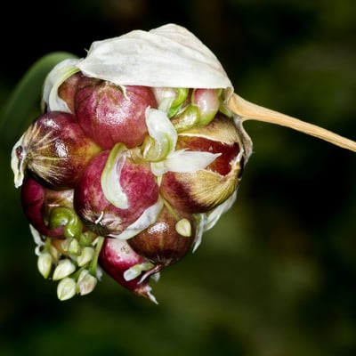 Allium sativum — flower
