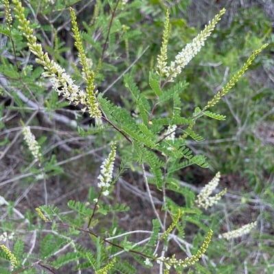 Eysenhardtia texana — flower