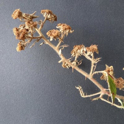 Rubus vestitus — flower