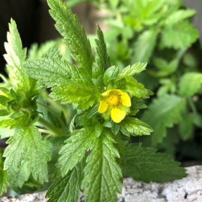 Potentilla norvegica — flower