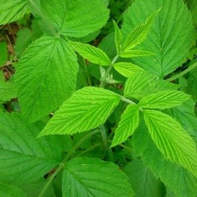Rubus vulgaris — leaf