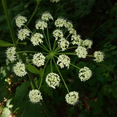Heracleum maximum — flower